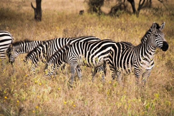 Safari Tanzânia