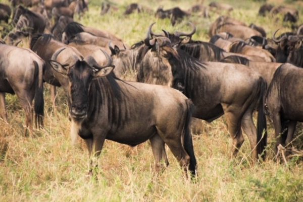 Safari Tanzânia