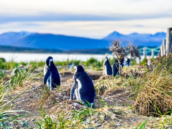 Pinguinera Terrestre -  Ushuaia - Image 2