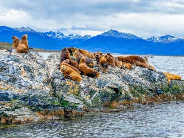 Pinguinera Terrestre -  Ushuaia - Image 6
