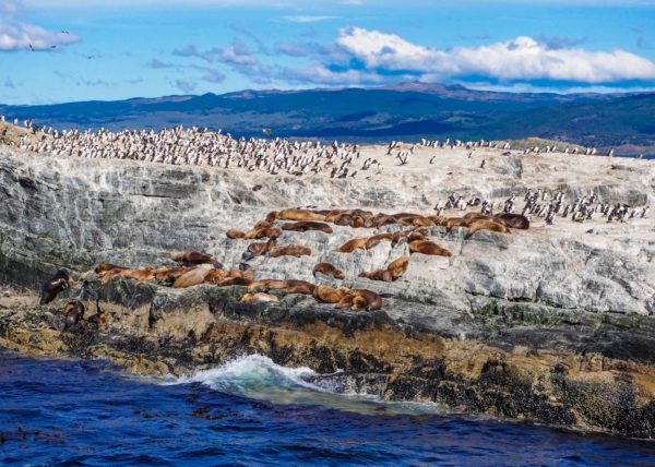 Navegação Pinguinera -  Ushuaia - Imagem 8