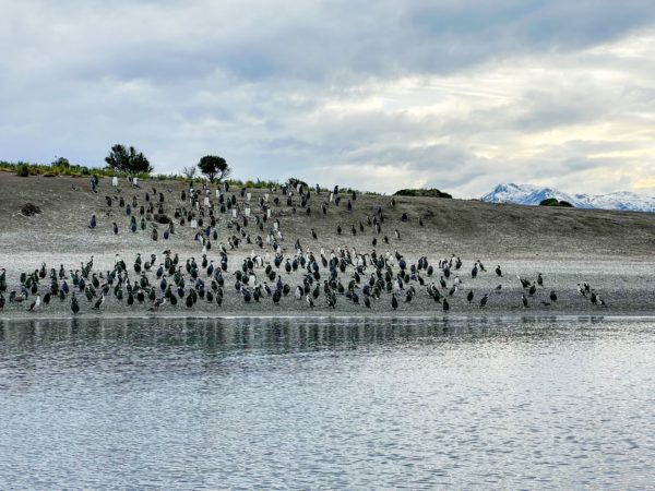 Puerto Almanza com Pinguins - Ushuaia - Image 5