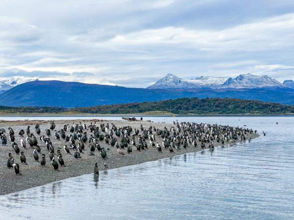 Puerto Almanza com Pinguins - Ushuaia - Image 3