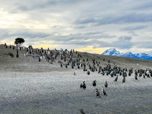 Puerto Almanza com Pinguins - Ushuaia - Image 2