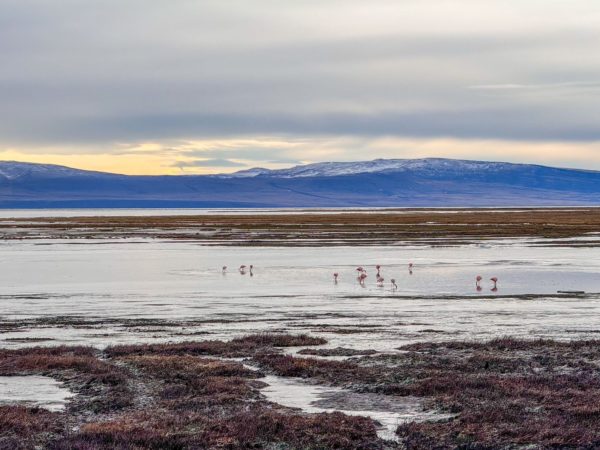 City Tour El Calafate - Paisagens e Sabores - Imagem 3