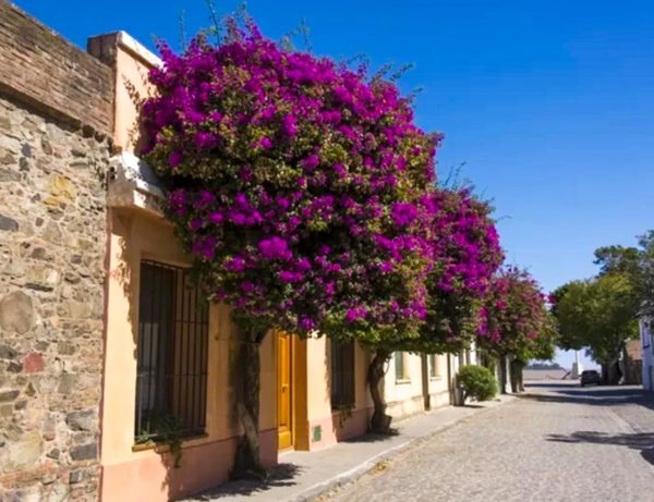 Day Tour Colonia del Sacramento Meio Dia - Uruguay