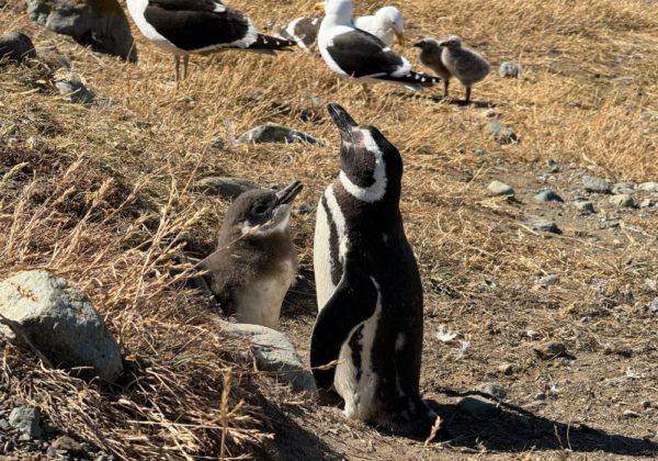 Navegação Ilha Magdalena + Caminhada com Pinguins - Imagem 2