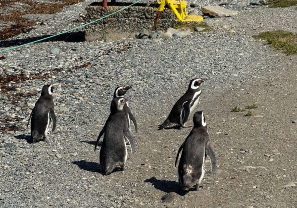 Navegação Ilha Magdalena + Caminhada com Pinguins - Imagem 3