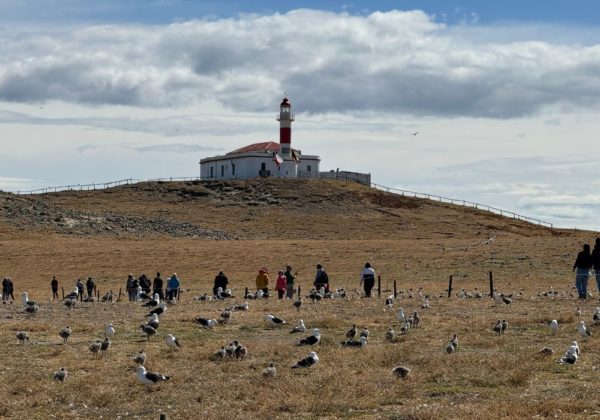 Navegação Ilha Magdalena + Caminhada com Pinguins - Imagem 4