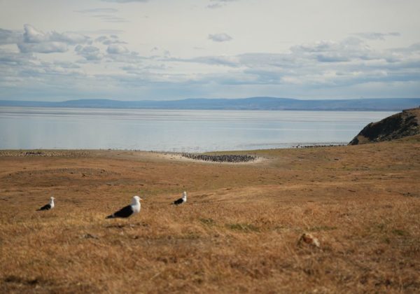 Navegação Ilha Magdalena + Caminhada com Pinguins - Imagem 6